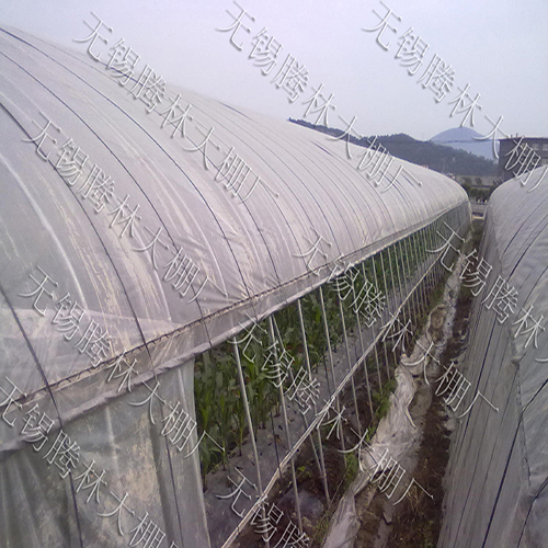 上海建一个草莓大棚需要多少钱