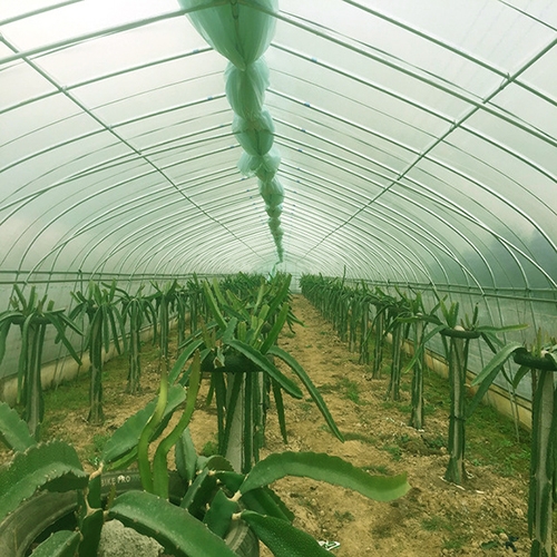 GP825型单体大棚2