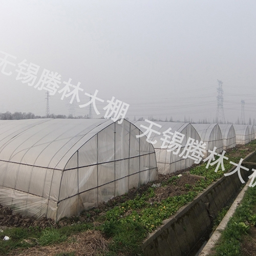 连栋大棚