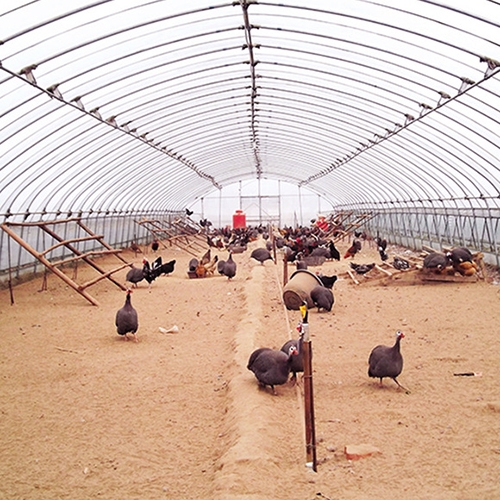 养鸡大棚