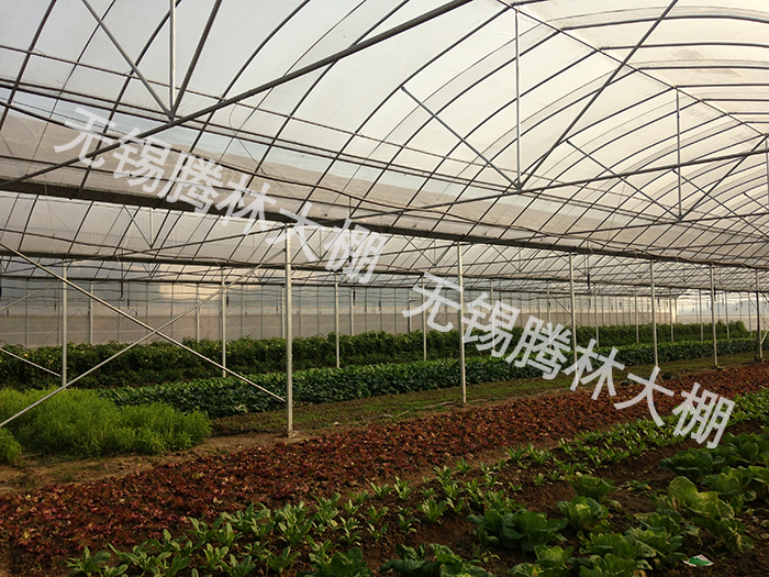 建一个温室要多少钱