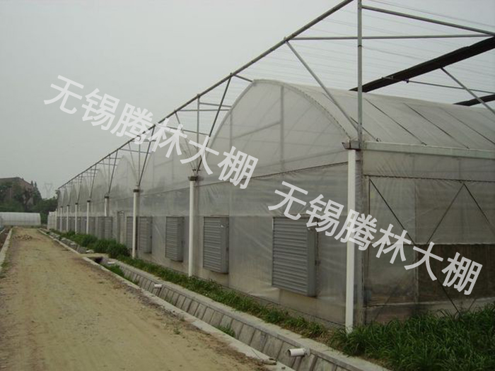 连栋大棚